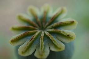 top of Poppy Capsule, macro