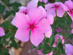 Flower Pink Colorful in the garden on a blurred background