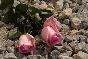 two pink Roses on stones