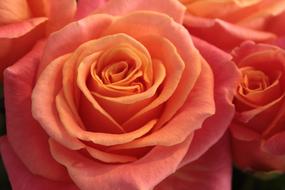 pink orange roses close up