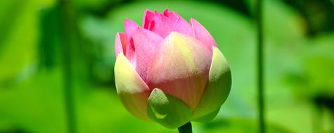 incredible beauty Lily Lotus Flower