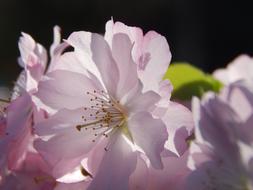 Spring Pink Flowers petals