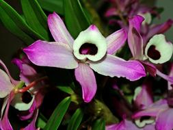 Orchid, exotic Purple flowers
