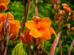 Orange Flowers