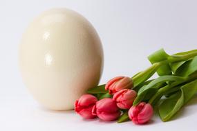 ostrich Egg and tulips, easter greeting