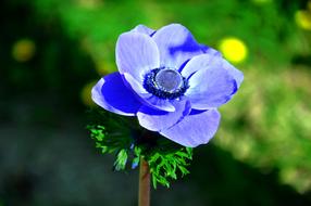 Wind Flower Blue Spring