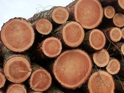 Chop Wood Logging Tree Trunks stacked