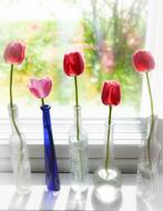 Beautiful, red and pink tulips in the colorful, different vases, near the window with light