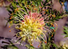 Close-up of the beautiful and colorful, blooming Grevillea flower in sunlight, in Australia