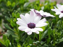 Cape Basket Flowers White