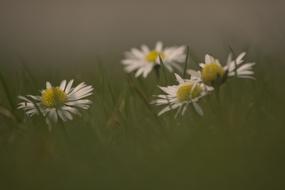Daisy Flowers Spring