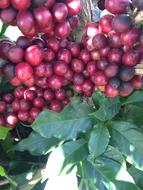sweet red berries