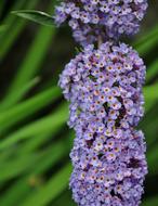 incredible beauty Flower Garden violet