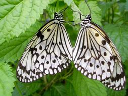 Idea Leuconoe Butterfly