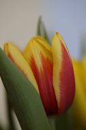 wondrous Tulip Spring Close Up
