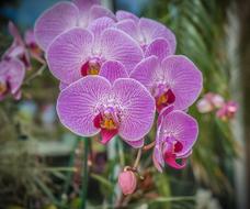 Orchid Flower Purple in the garden on a blurred background