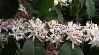 coffee tree flowers close up