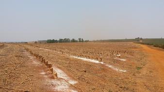 grain farmer field
