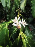 Bee Flower Coffee