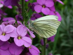 Green-Veined Butterfly in Spring