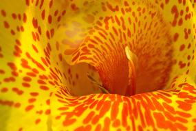 Yellow Red Flower macro