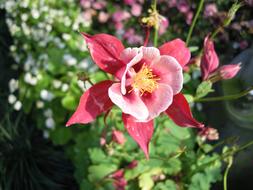 Flower Spring pink green background
