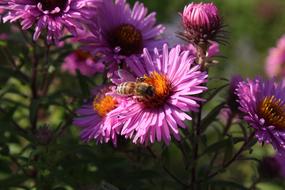 Bee Wasp and violet Blossom