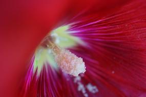 Macro photo of Red Hibiscus flower