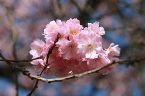 pink Cherry Blossom tree