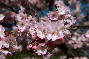 Cherry pink Blossom