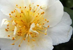 Blossomwhite yellow Macro