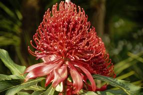 Beautiful, shiny, red flower in Brissago, Switzerland, with the green leaves