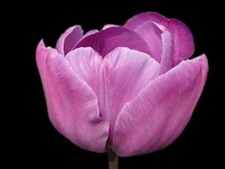 Flower Tulip Violet black background