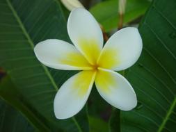 plumeria Flower Blossom Bloom