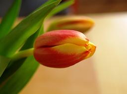 Beautiful, blooming, red and yellow tulip flowers on the stems, with the leaves