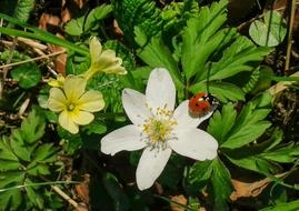 ladybug on a white flower in the park close up