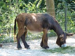 Zoo Donkey Ungulate