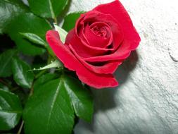 Rose, Red Flower at grey wall