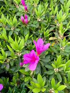 Azalea Flowers Spring