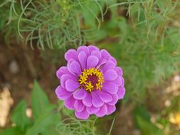 Purple Flower on bush