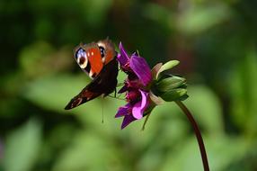 Butterfly Peacock and Purple flower close-up on blurred background