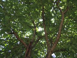 Wood Sunshine