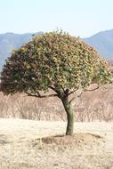 Wood Suncheon Bay