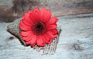 red gerbera Flower at weathered wood