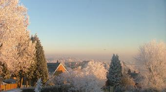 Snow Trees Morning