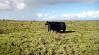 black Cow in Ireland