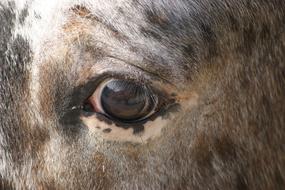 Eye Horse