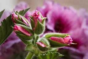 pink green Geranium buds