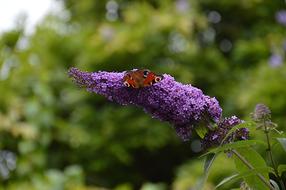 Close-up of the beautiful, colorful and patterned butterfly on the beautiful lilac flowers