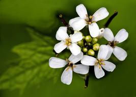 white Flowers Blossom Bloom